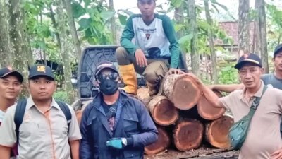 ketahuan!-pelaku-pembalakan-liar-kabur-tinggalkan-8-batang-kayu-jati-di-tengah-hutan-barurejo-banyuwangi