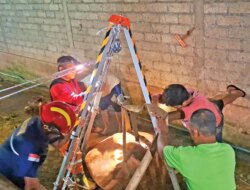 Aduh! Sapi Baru Melahirkan Terjebak di Sumur Tinja, Damkar Banyuwangi Berjuang Tengah Malam