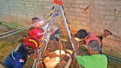 aduh!-sapi-baru-melahirkan-terjebak-di-sumur-tinja,-damkar-banyuwangi-berjuang-tengah-malam