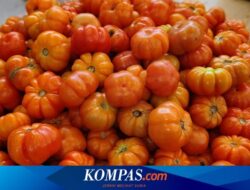 Apa Itu Tomat Ranti, Kunci Asam Segar Pedas Sambal Tempong?