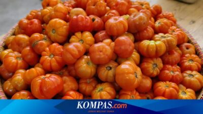 apa-itu-tomat-ranti,-kunci-asam-segar-pedas-sambal-tempong?