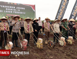 Produksi Padi dan Jagung Banyuwangi Melonjak di Tahun 2025 – TIMES Banyuwangi