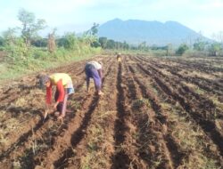 Petani Watukebo Mulai Tanam Jagung Lebih Awal, Keluhkan Sulitnya Akses Pupuk di Musim Hujan