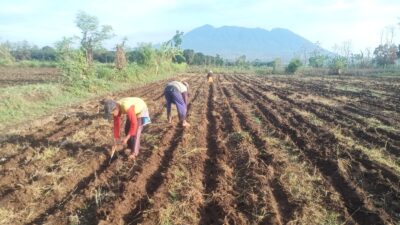 petani-watukebo-mulai-tanam-jagung-lebih-awal,-keluhkan-sulitnya-akses-pupuk-di-musim-hujan