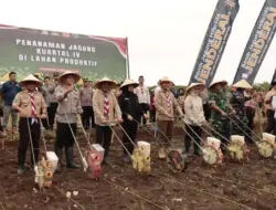 Hasil Kolaborasi Berbagai Pihak, Banyuwangi Surplus Padi dan Jagung