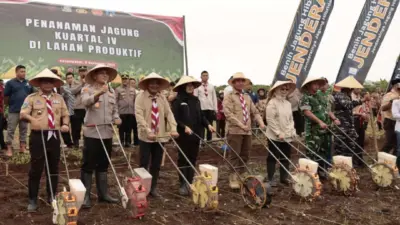 hasil-kolaborasi-berbagai-pihak,-banyuwangi-surplus-padi-dan-jagung
