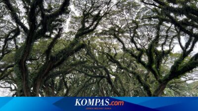 4-rekomendasi-wisata-di-banyuwangi,-cocok-untuk-libur-akhir-tahun