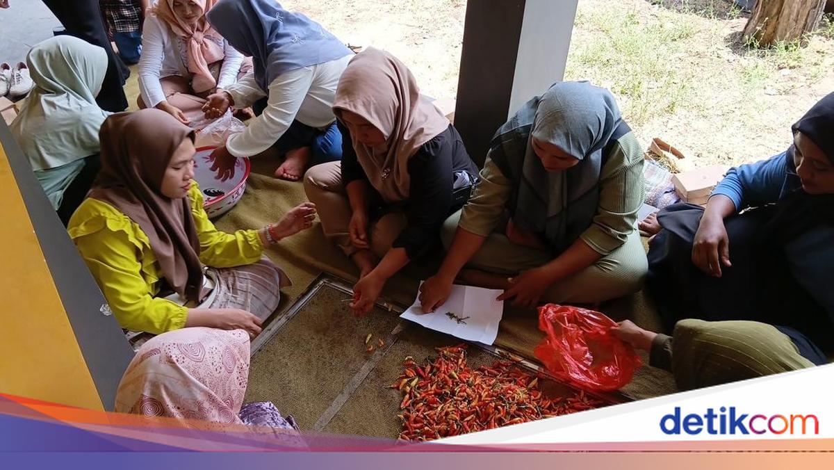 sinergi-akademisi-masyarakat-bangun-ekonomi-pesisir-wonorejo