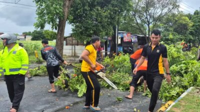 polresta-banyuwangi-tangani-cepat-angin-puting-beliung-dan-pohon-tumbang