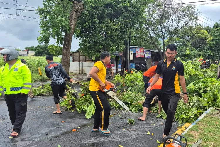 polresta-banyuwangi-tangani-cepat-angin-puting-beliung-dan-pohon-tumbang