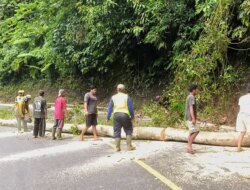 Jalur Gumitir Macet Lagi! Pembersihan Longsor dan Pohon Tumbang Bikin Arus Lalu Lintas Buka Tutup