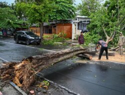 Banyuwangi Dihajar Puting Beliung 15 Menit Hancurkan Teras Rumah dan Tumbangkan Pohon di Sejumlah Titik