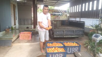 harga-tomat-meroket,-petani-di-wongsorejo-nikmati-keuntungan-berlipat