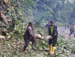 Gunung Gumitir Lumpuh! Pohon Raksasa 45 Meter Tumbang, Jalur Banyuwangi–Jember Macet Total!