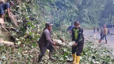 gunung-gumitir-lumpuh!-pohon-raksasa-45-meter-tumbang,-jalur-banyuwangi–jember-macet-total!