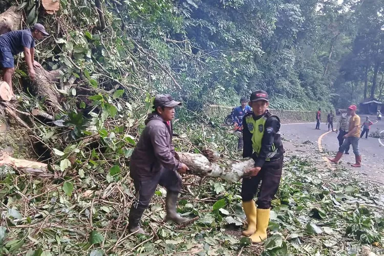 gunung-gumitir-lumpuh!-pohon-raksasa-45-meter-tumbang,-jalur-banyuwangi–jember-macet-total!