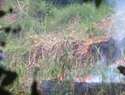 Bahaya Mengintai! Petani Banyuwangi Diminta Stop Bakar Lahan Tebu, Terancam Sanksi Berat!