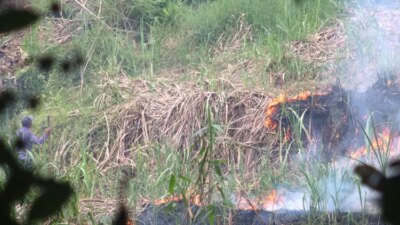 bahaya-mengintai!-petani-banyuwangi-diminta-stop-bakar-lahan-tebu,-terancam-sanksi-berat!