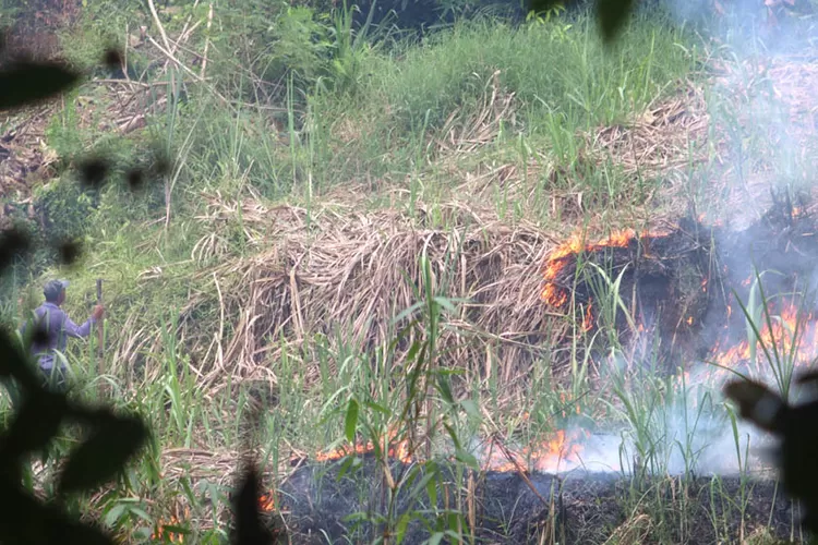bahaya-mengintai!-petani-banyuwangi-diminta-stop-bakar-lahan-tebu,-terancam-sanksi-berat!