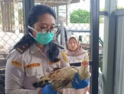 Karantina Jawa Timur Gagalkan Pengiriman Puluhan Ekor Ayam Tanpa Dokumen ke Bali
