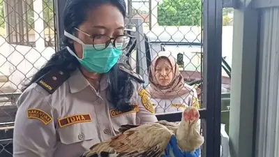 karantina-jawa-timur-gagalkan-pengiriman-puluhan-ekor-ayam-tanpa-dokumen-ke-bali