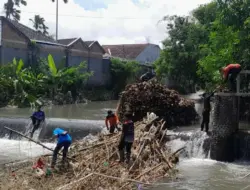 Perlancar Aliran Sungai, BPBD-Dinas Terkait Bersihkan Batang Bambu di Sekitar Dam Untung Banyuwangi