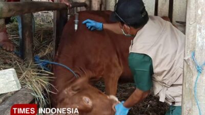 vaksinasi-antraks-sentuh-1422-ekor-ternak,-dkpp-pacitan-intensifkan-edukasi-warga-–-times-banyuwangi