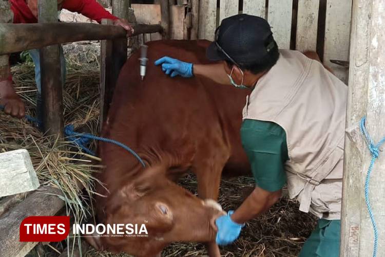 vaksinasi-antraks-sentuh-1422-ekor-ternak,-dkpp-pacitan-intensifkan-edukasi-warga-–-times-banyuwangi