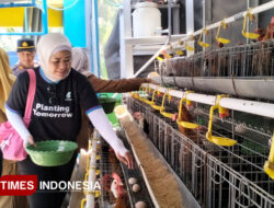 Dianggarkan Rp20 Triliun, Pemerintah Siap Bangun Pabrik Pakan Ternak – TIMES Banyuwangi