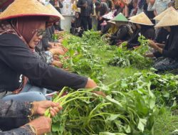 Angkat Potensi Penataban, Banyuwangi Gelar ‘Unting-Unting’ Kangkung