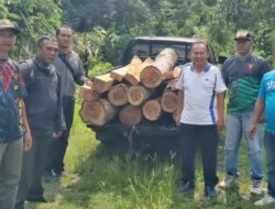 Polhutmob Tangkap Pembalak Liar di Tegaldlimo Banyuwangi, 21 Batang Kayu Jati Ilegal Disita