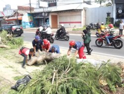 Pohon Flamboyan Besar Roboh di Genteng Banyuwangi, Arus Lalu Lintas Sempat Tersendat