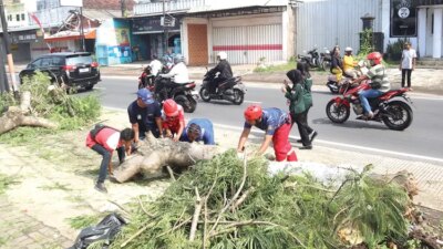 pohon-flamboyan-besar-roboh-di-genteng-banyuwangi,-arus-lalu-lintas-sempat-tersendat
