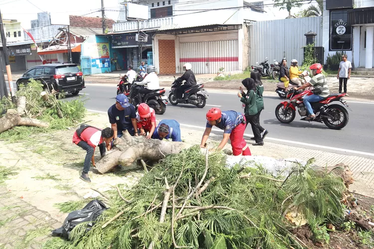 pohon-flamboyan-besar-roboh-di-genteng-banyuwangi,-arus-lalu-lintas-sempat-tersendat