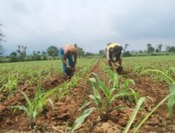 Petani Wongsorejo Resah, Pupuk Langka di Masa Tanam Jagung