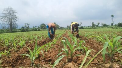 petani-wongsorejo-resah,-pupuk-langka-di-masa-tanam-jagung