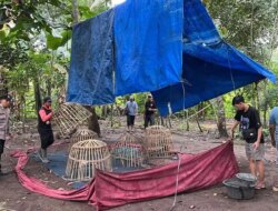 Polresta Banyuwangi Tegaskan Tak Ada Pembiaran Judi Sabung Ayam, Arena Langsung Dibongkar
