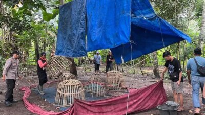 polresta-banyuwangi-tegaskan-tak-ada-pembiaran-judi-sabung-ayam,-arena-langsung-dibongkar