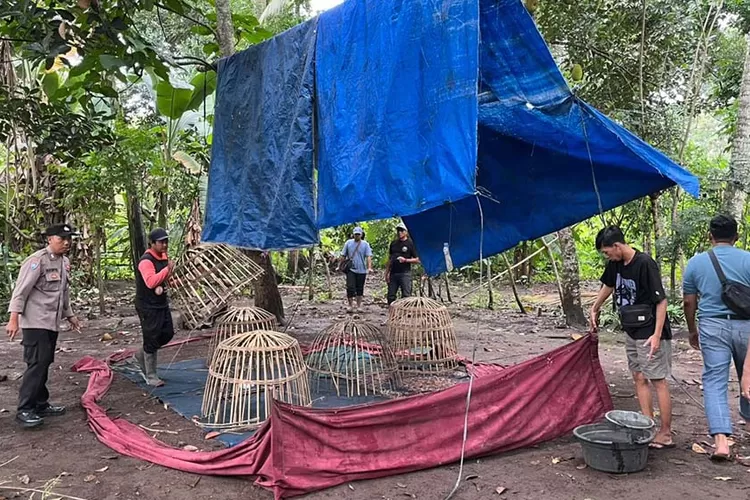 polresta-banyuwangi-tegaskan-tak-ada-pembiaran-judi-sabung-ayam,-arena-langsung-dibongkar