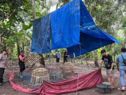Jadi Praktik Perjudian, Arena Sabung Ayam di Singojuruh Dibongkar Habis Polresta Banyuwangi – TIMES Banyuwangi