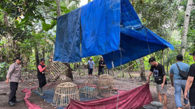 jadi-praktik-perjudian,-arena-sabung-ayam-di-singojuruh-dibongkar-habis-polresta-banyuwangi-–-times-banyuwangi