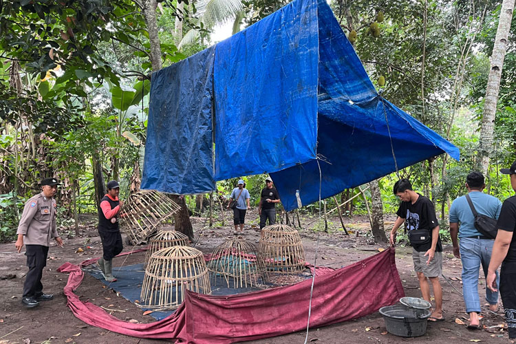 jadi-praktik-perjudian,-arena-sabung-ayam-di-singojuruh-dibongkar-habis-polresta-banyuwangi-–-times-banyuwangi