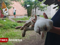 Kelahiran Kambing Bermata Satu Gegerkan Warga Banyuwangi – TIMES Banyuwangi