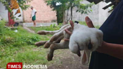 kelahiran-kambing-bermata-satu-gegerkan-warga-banyuwangi-–-times-banyuwangi
