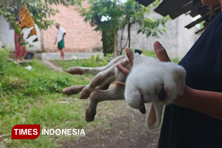 kelahiran-kambing-bermata-satu-gegerkan-warga-banyuwangi-–-times-banyuwangi