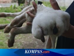 Anak Kambing Mata Satu Gegerkan Warga Banyuwangi