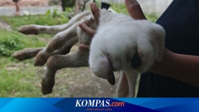 anak-kambing-mata-satu-gegerkan-warga-banyuwangi
