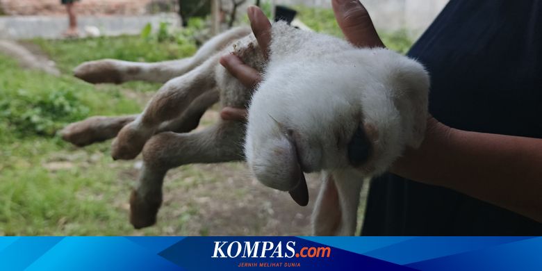 anak-kambing-mata-satu-gegerkan-warga-banyuwangi
