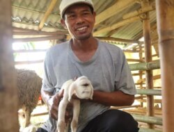 Heboh Anak Kambing Bermata Satu di Sempu Banyuwangi, Diduga Alami Kelainan Langka Cyclopia