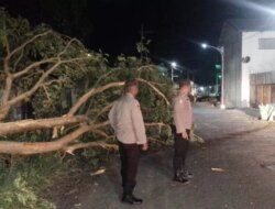 Pohon Trembesi Tumbang Timbun Jalan Alternatif Rogojampi Banyuwangi, Polisi Bergerak Cepat Evakuasi